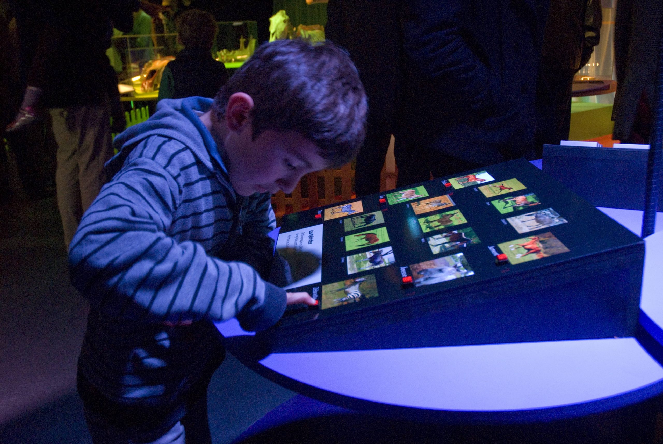  Conception et mise en œuvre de l'exposition « Le Cheval » au Paléospace à Villers-sur-Mer en 2013.